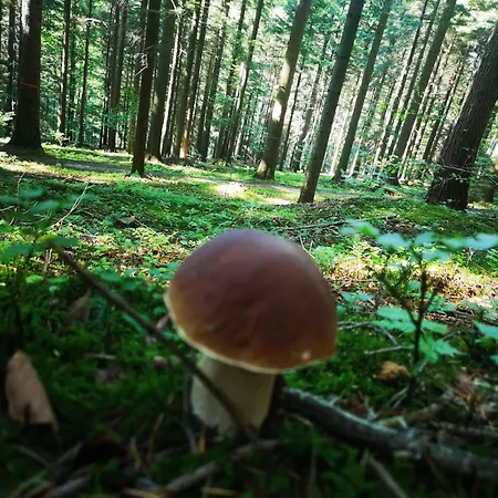 Makowy Dom wakacyjny Makow Podhalanski