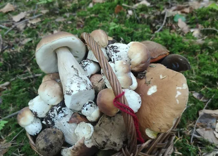 Дом отдыха Makowy *